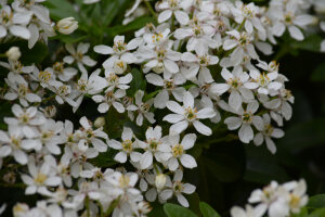 Choisya White Dazzler Londaz